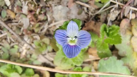 吉安随拍:花花草草之珠光香青图片