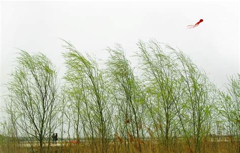 春风图片