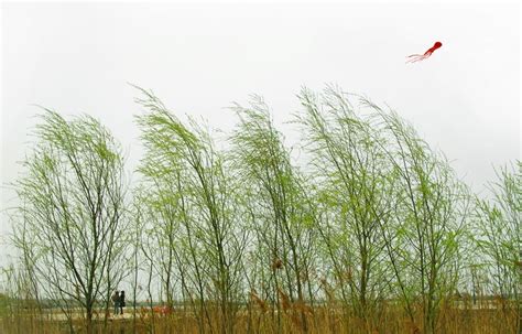 忽如一夜春风来千树万树梨花开是什么季节_初三网