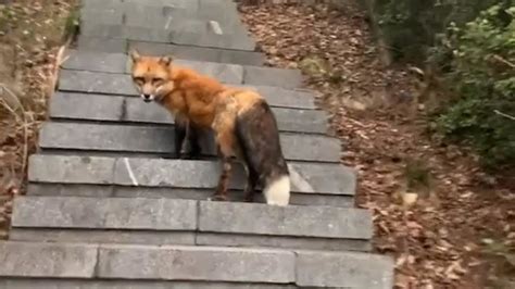 男子爬山偶遇赤狐“带路”：一起爬一分多钟，后来追不上它了_凤凰网视频_凤凰网
