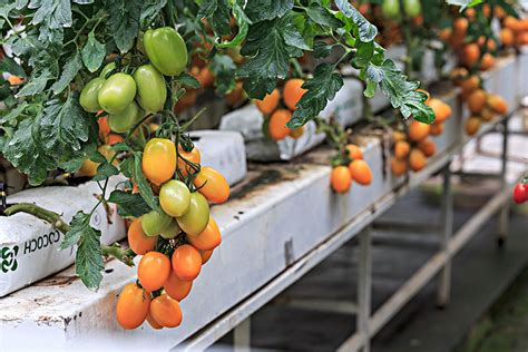 实用技术 | 番茄全套栽培技术- 热线选登 - 河南省农业农村厅