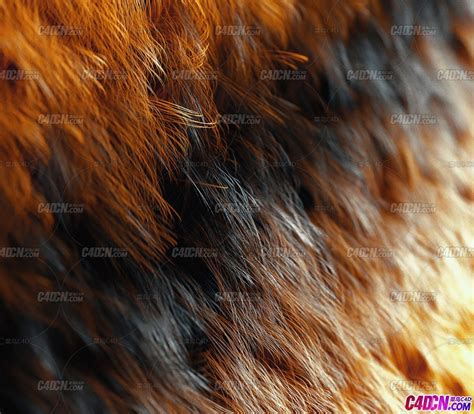 世界上毛发最长的5种动物