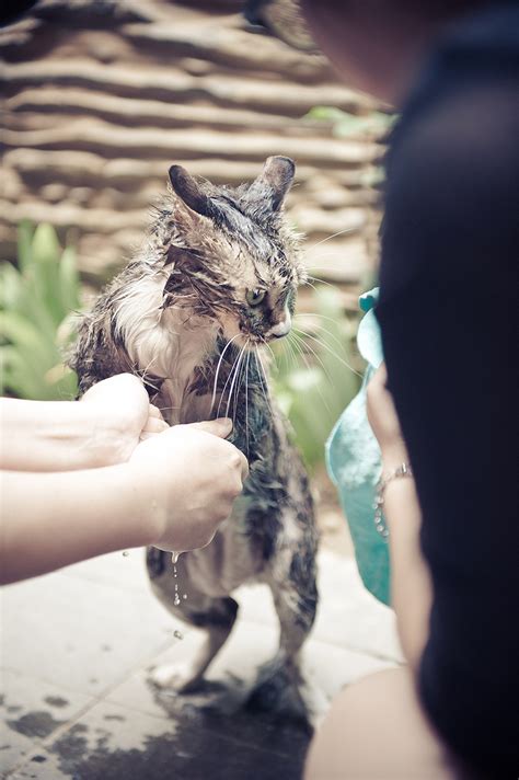 洗猫袋猫咪洗澡专用猫剪指甲防抓咬固定神器洗澡袋小猫猫清洁用品_虎窝淘