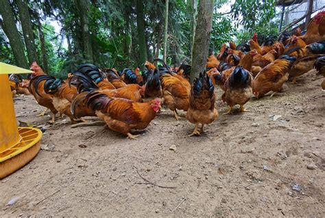 龙胜农家散养土鸡，欢迎联系 - 禽畜养殖 - 桂林分类信息 桂林二手市场