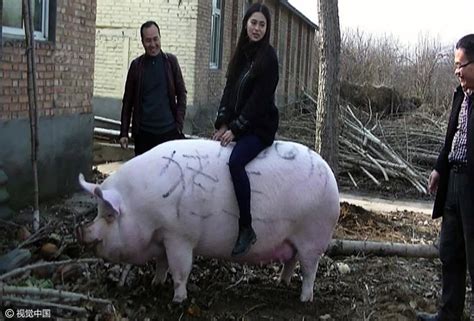 郑州1500斤大猪成“猪王” 可以当马骑