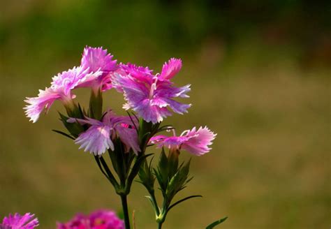 石竹的花语是什么寓意 白粉红紫四种颜色石竹的花语-长景园林网