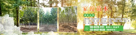 提高春季移栽苗木成活率 - 果树种植技术 - 新农资360网|土壤改良|果树种植|蔬菜种植|种植示范田|品牌展播|农资微专栏