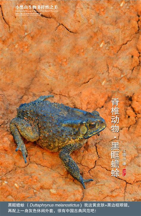 南江齿蟾-中国两栖动物及分布-图片