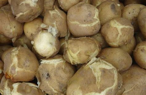 新甘肃定西土豆土特产洋芋蛋马铃薯农民专业合作社农产品自产自销-阿里巴巴