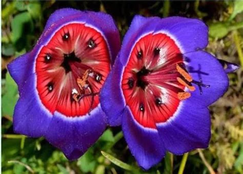 世界上最神奇的花，你见过几种(2)_巴拉排行榜