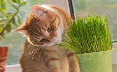 为什么猫咪会吃猫草（吃猫草对猫咪的好处） - 胖萌舍宠物网