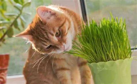猫毛草图片