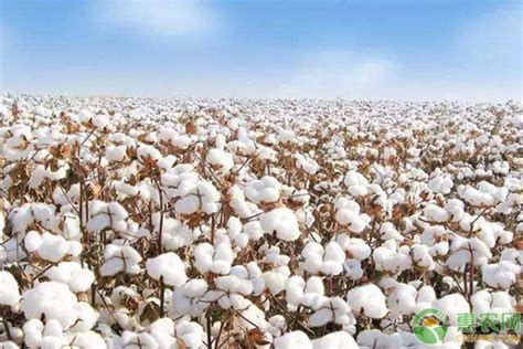 城市24小时 | 中国棉花产量大数据，新疆占比87% | 每经网