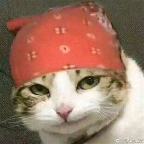 猫猫头图片