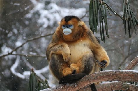 武汉动物园“五小只”金丝猴有名字了！_武汉_新闻中心_长江网_cjn.cn