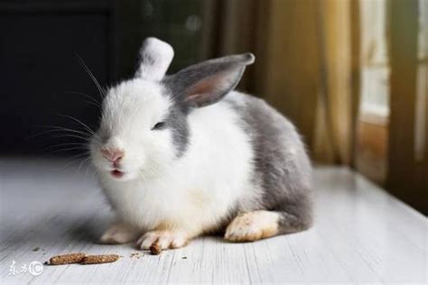 宠物兔的寿命 宠物兔的寿命是几年-农百科