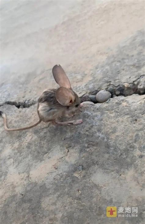 美国纽约发现罕见变异老鼠 身体全长60厘米_新浪图片