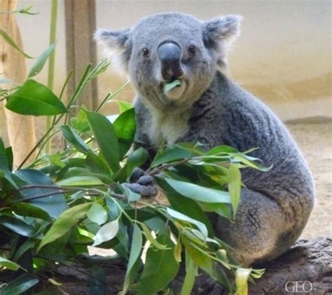 考拉图片-澳大利亚塔斯马尼亚的澳大利亚考拉素材-高清图片-摄影照片-寻图免费打包下载