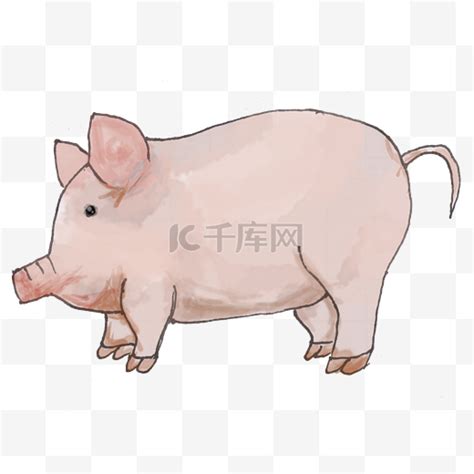 字体胖头鱼图片