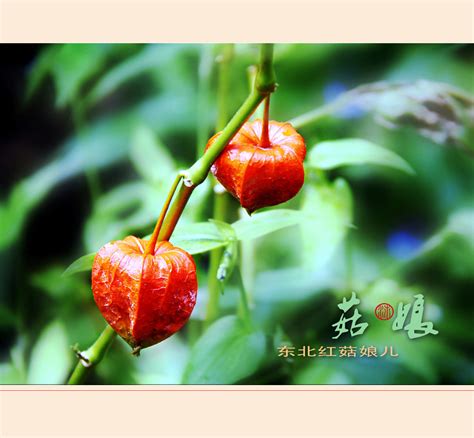 长白县种植“红菇娘” 寻得一条生态增收路-中国吉林网
