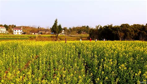 四川岳池油菜花开遍地黄 踏春正当时 - 区域 - 华西都市网新闻频道