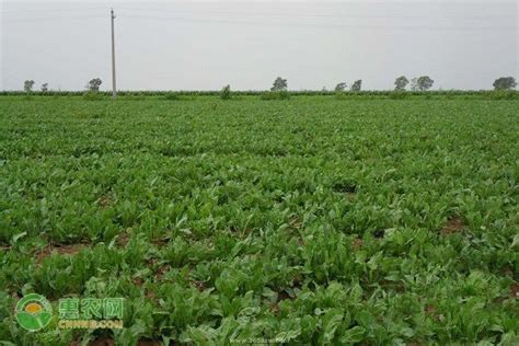 板蓝根种植前景，附板蓝根的栽培效益 - 农敢网