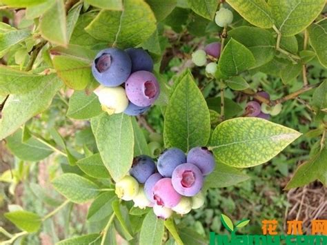 夏普蓝蓝莓苗 四季盆栽地栽南方北方种植黑珍珠蓝莓树苗当年结果-阿里巴巴