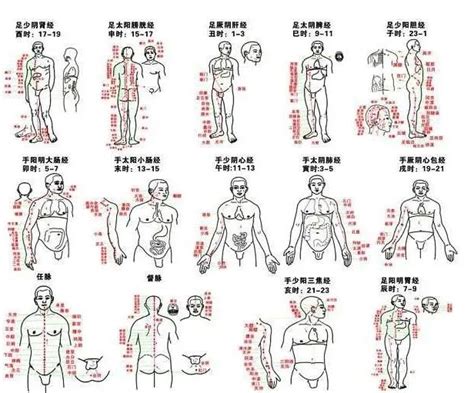中医讲人体脏腑的气血运动图
