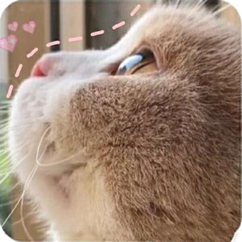 非主流小猫头像情侣