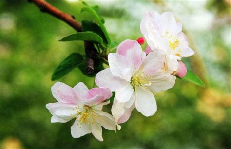 海棠的花语是什么?海棠的寓意和象征-花木行情-中国花木网
