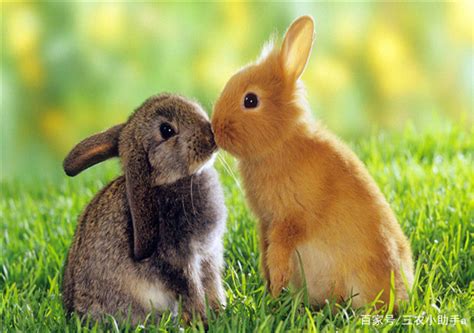 兔子怕热吗 兔子夏天怎么避暑_宠物百科 - 养宠客