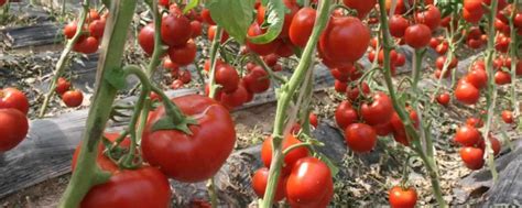 西红柿坐果后多久成熟 - 农敢网