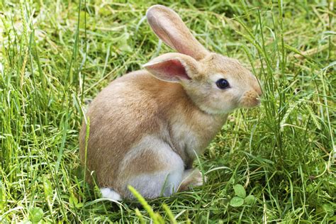 灰色兔子家畜野性农场荒野宠物白色动物哺乳动物农业房子高清图片下载-正版图片320772294-摄图网