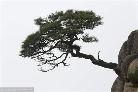 松树在风水的寓意,松树的寓意和象征风水,松树的吉祥寓意_大山谷图库