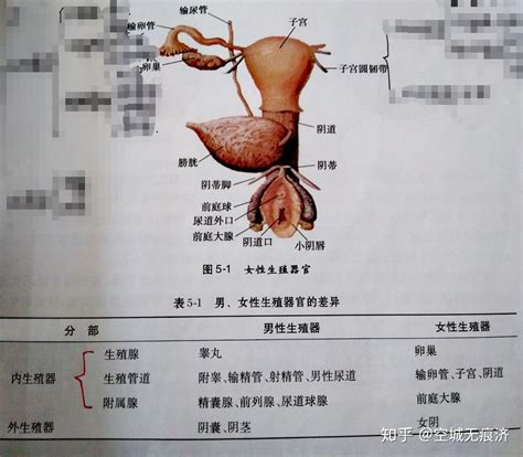 人体生殖器官结构（男性）图片素材-正版创意图片401807213-摄图网