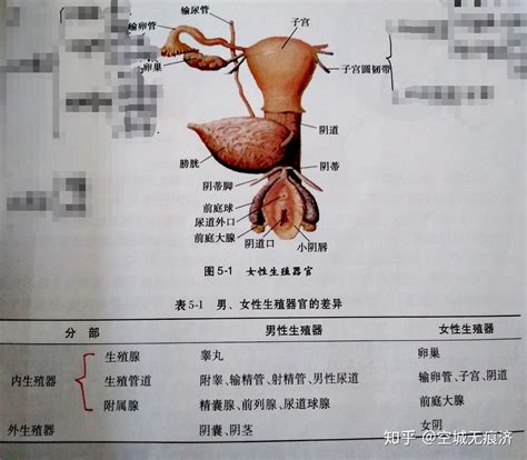 大多数雄性动物的排泄和交配器官，为什么会是同一个？_恐龙_生物_生殖