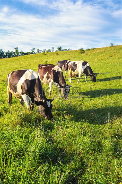 三头牛在草甸高清摄影大图-千库网