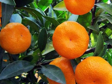 橘子的功效与作用-橘子的功效与作用,橘子,功效,与,作用 - 早旭阅读