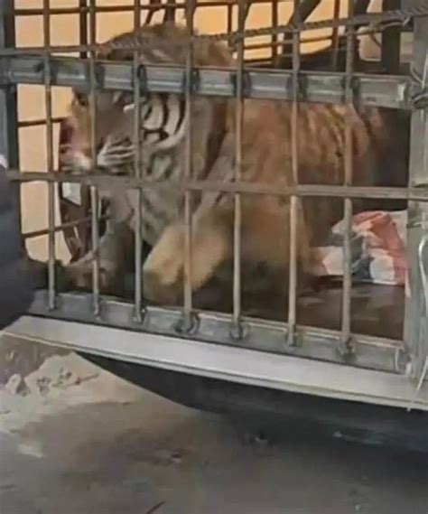 “早晚都会发生的灾难”！三年前从泰国“老虎庙”获救的147只老虎，过半已死