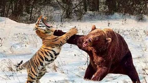 小兴安岭首次找到东北虎吃熊证据 迅速被东北虎猎杀并吃掉大部分_深圳热线