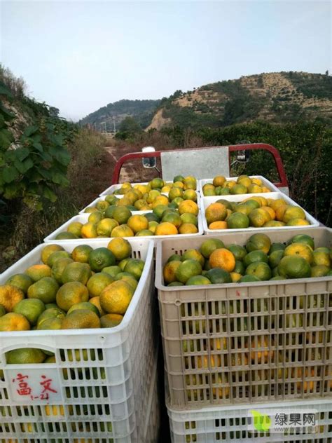 2018衢州椪柑品质提升，价格逐步走高 - 水果行情 - 绿果网