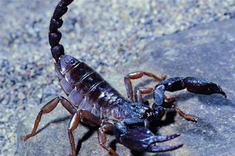 揭秘致命毒蝎:以色列杀人蝎4亿年未进化(图)