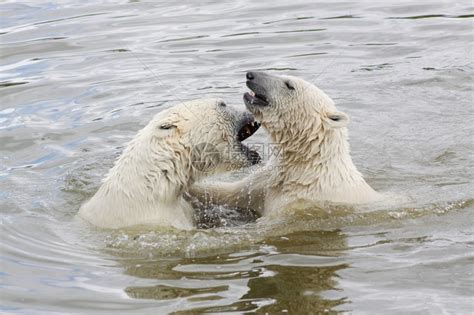 北方生物极熊在水中玩肉食动物高清图片下载-正版图片307847368-摄图网