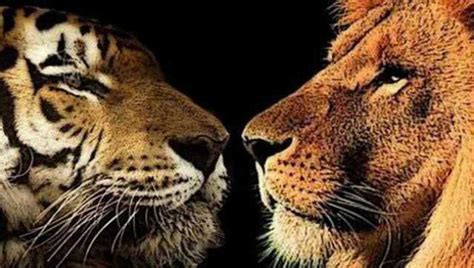 一只老虎瞬间可以秒杀狮子, 如果狮群挑战老虎群谁更厉害?_生存