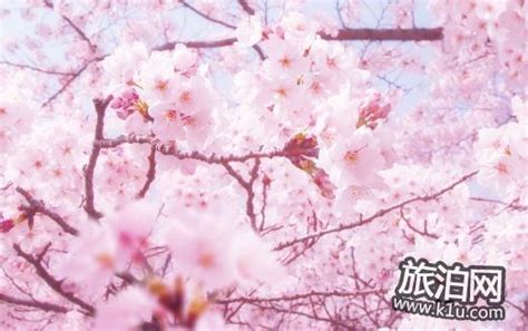 2018武汉大学樱花节预约网址+观赏路线+注意事项_旅泊网