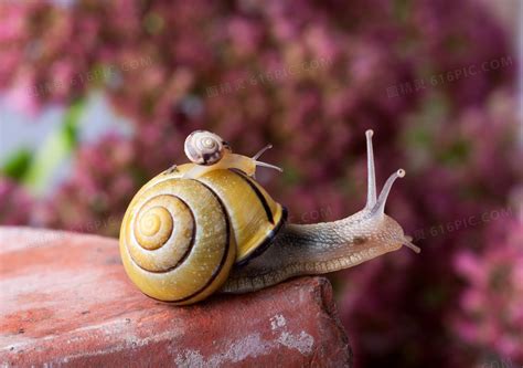 爬行中的蜗牛摄影jpg图片免费下载_编号139hex691_图精灵