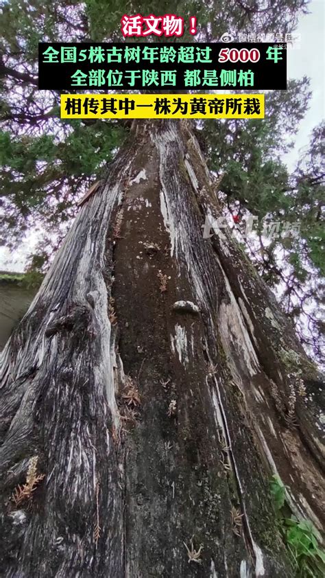 全国仅有的5株5000岁古树都在陕西_凤凰网视频_凤凰网
