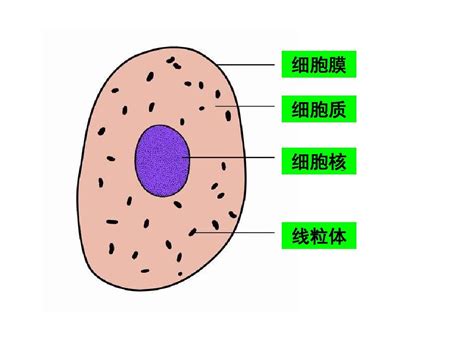 动物细胞结构素材图片免费下载-千库网