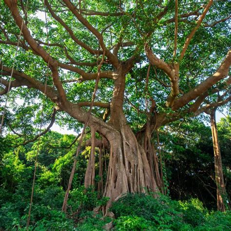 大榕树摄影图__树木树叶_生物世界_摄影图库_昵图网nipic.com