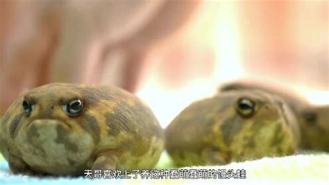 大嘴蛙图片